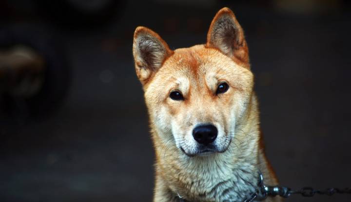 Koreanischer Jindo