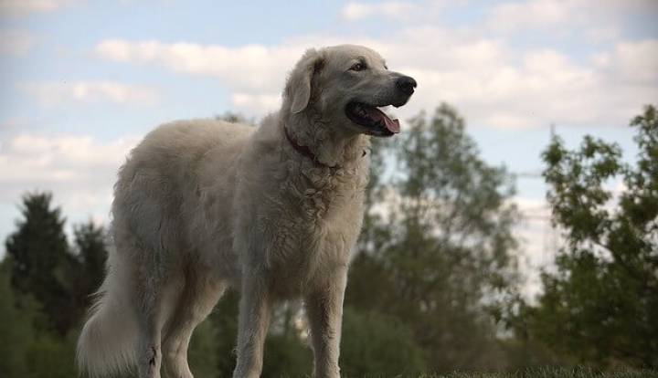 Kuvasz