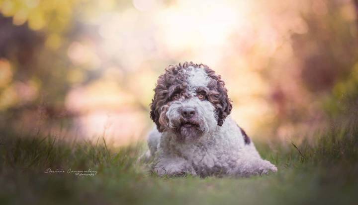 Lagotto Romagnolo