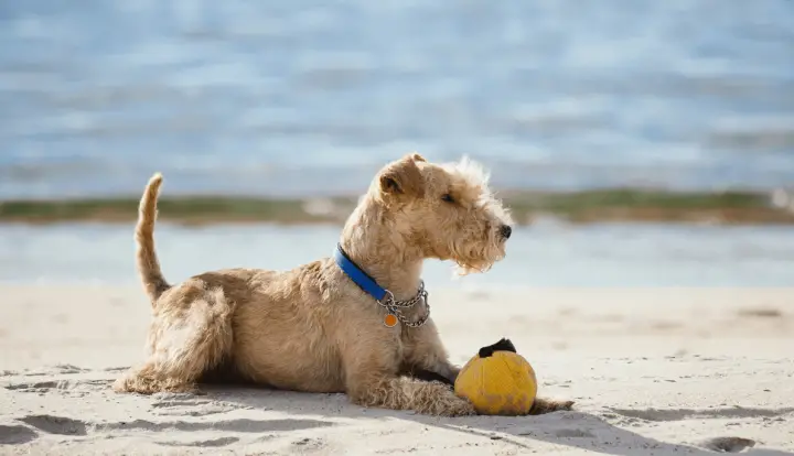Lakeland Terrier