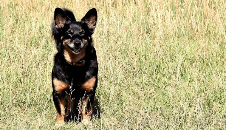 Lancashire Heeler