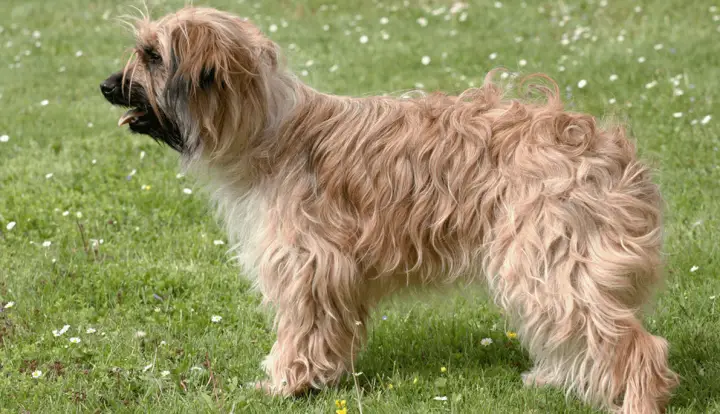 Pyrenean Sheepdog, Longhaired