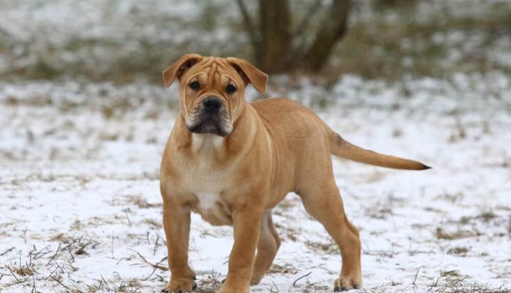 Ca de Bou (Majorcan Mastiff)