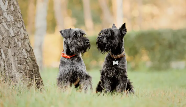 Miniature Schnauzer