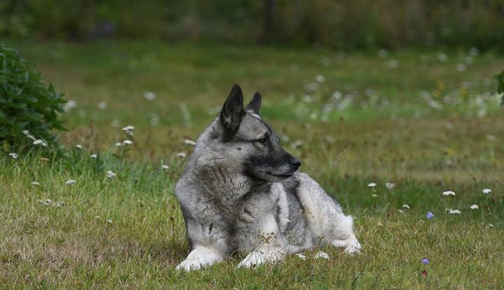 Norsk Elghund Grigio