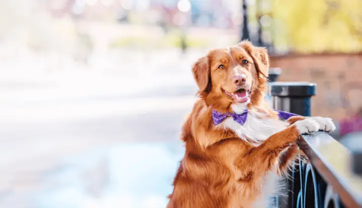 Nova Scotia Duck Tolling Retriever