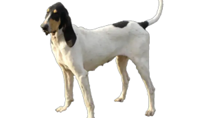 Gascon Saintongeois Petit