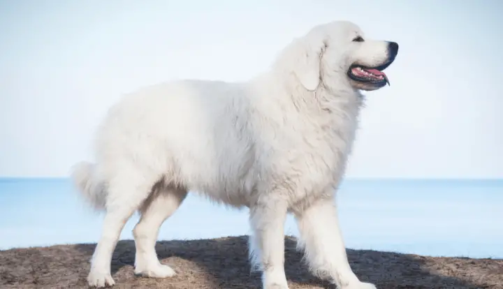 Cane da Pastore di Tatra