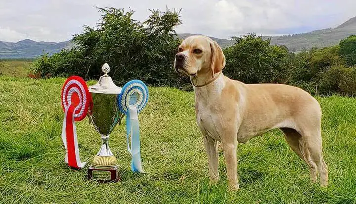 Portuguese Pointer