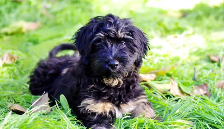 Portugiesischer Schäferhund