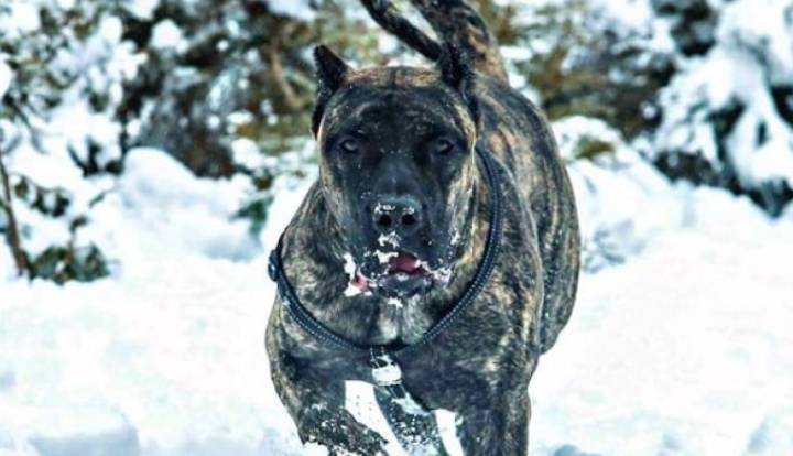 Presa Canario