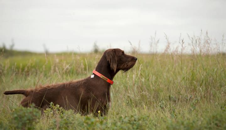 Pudelpointer