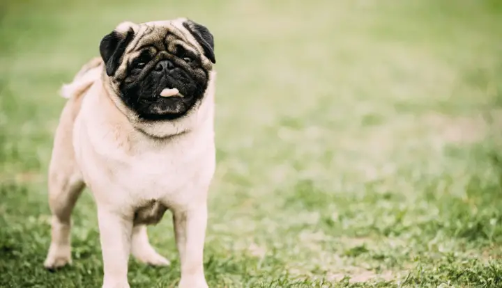 Pug
