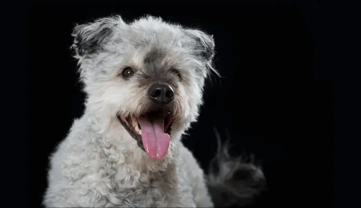 Pumi