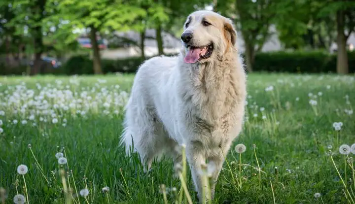 Great Pyrenees