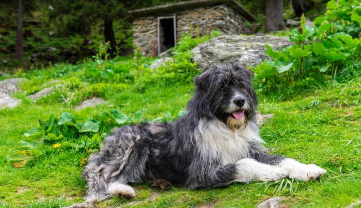 Romanian Mioritic Shepherd Dog
