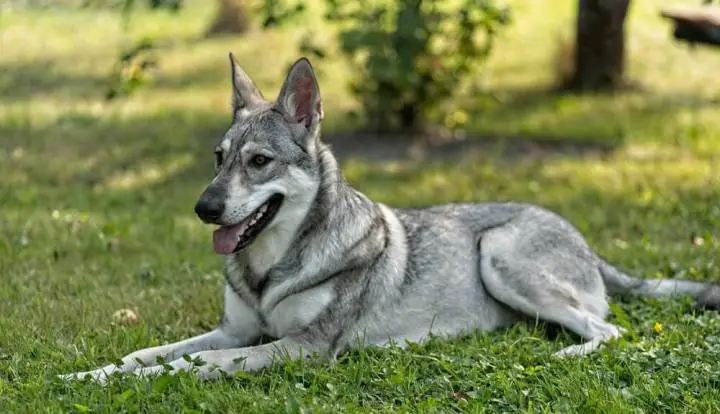 Saarloos Wolfdog