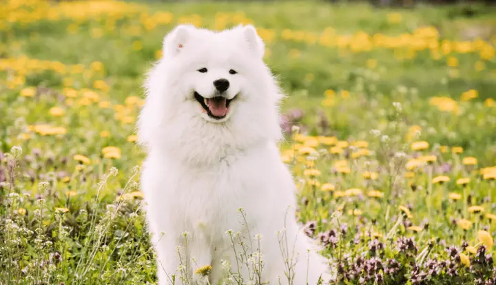 Samoyede