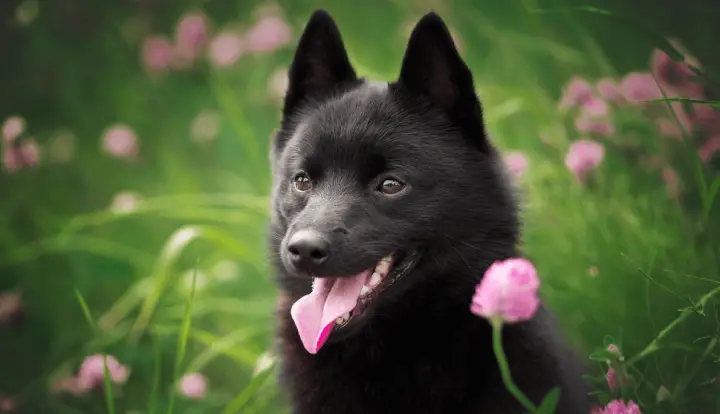 Schipperke