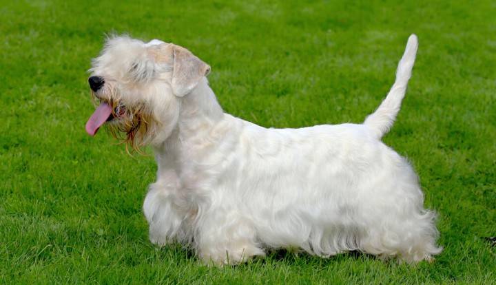 Sealyham Terrier