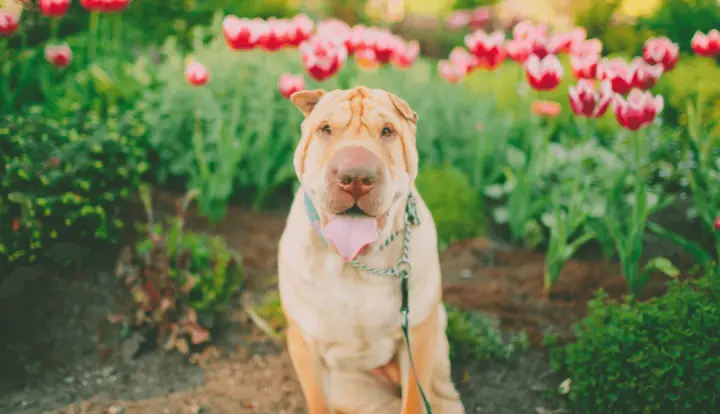 Shar Pei