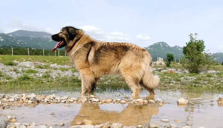 Jugoslavenski ovčar (Šarplaninac)