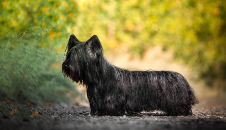 Skye Terrier