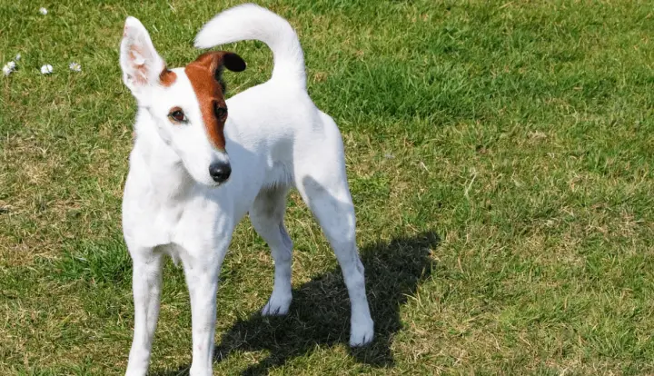 Fox Terrier a poil lisse