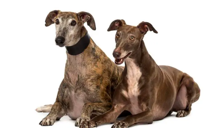 Spanish Greyhound