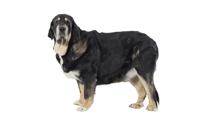 Mastino Spagnolo