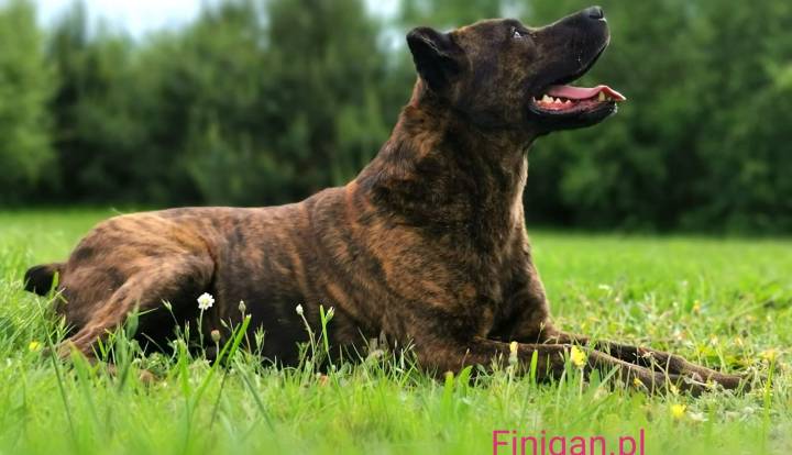 Saint Miguel Cattle Dog