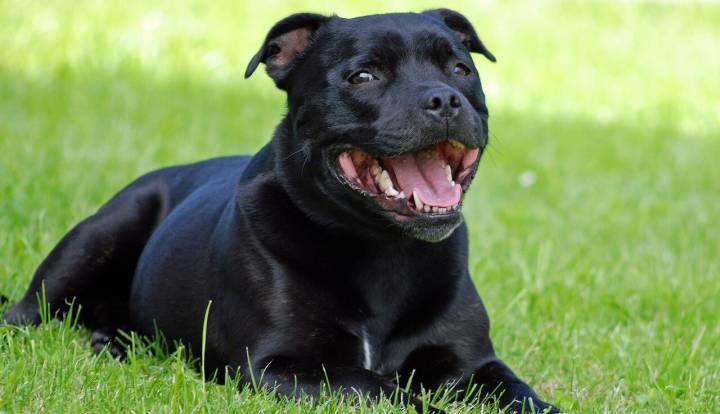 Staffordshire Bull Terrier