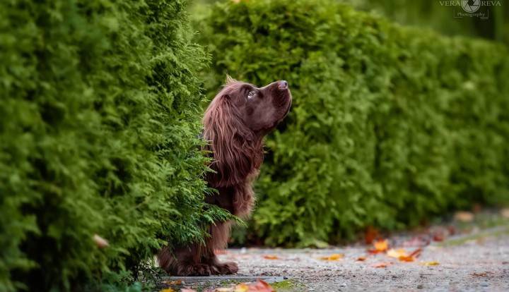 Sussex Spaniel