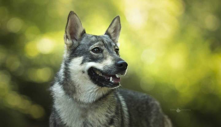 Swedish Vallhund