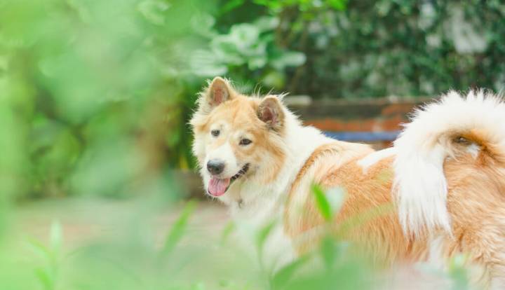 Thai Bangkaew hund