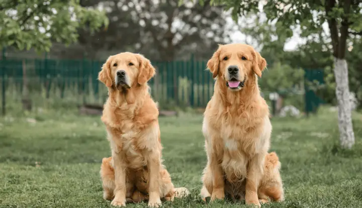 Golden Retriever