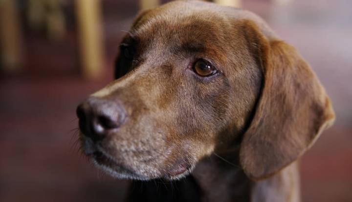 Tyrolean Hound