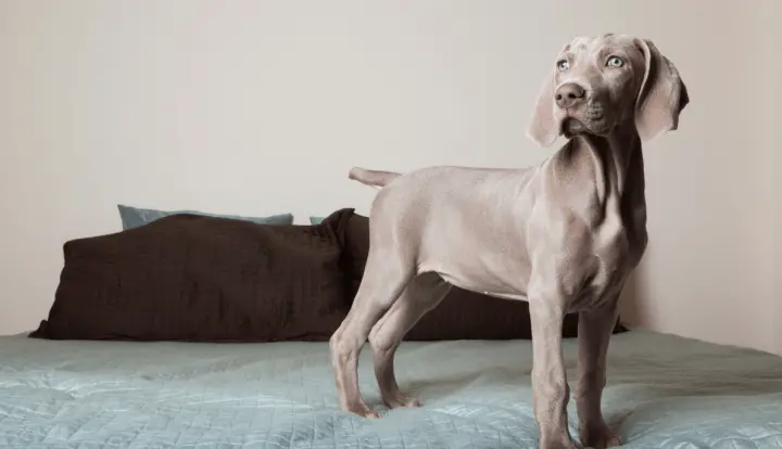 Weimaraner