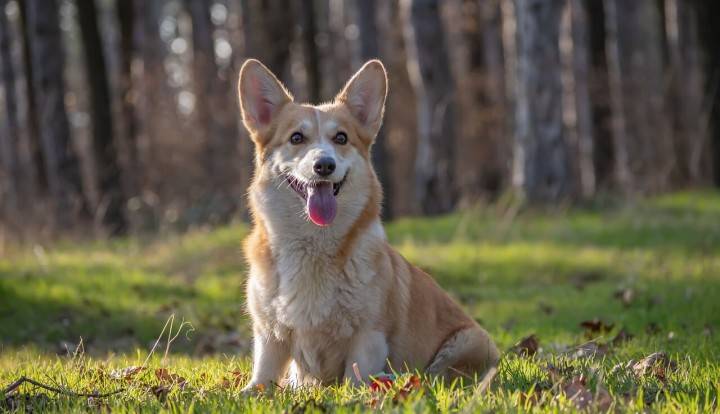 Welsh Corgi, Pembroke