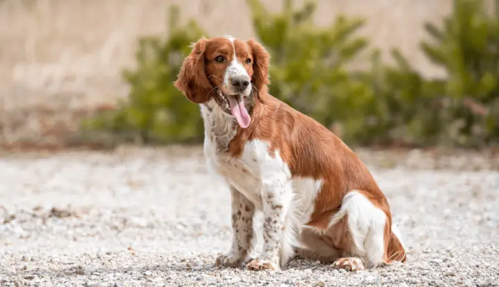Welsh Springer Spaniel
