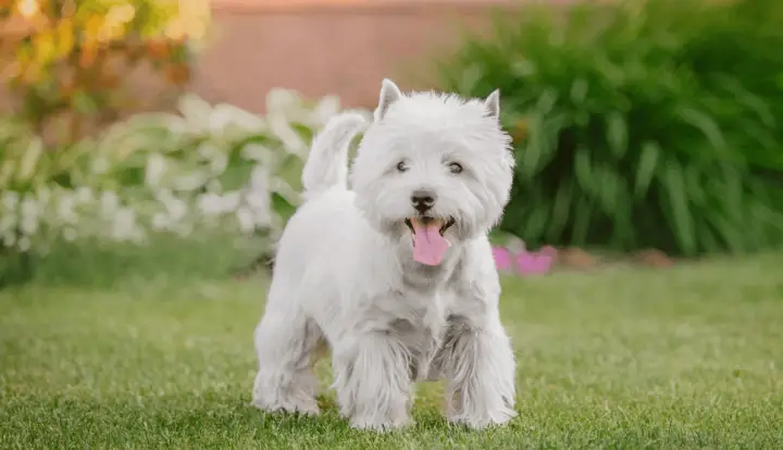West Highland White Terrier