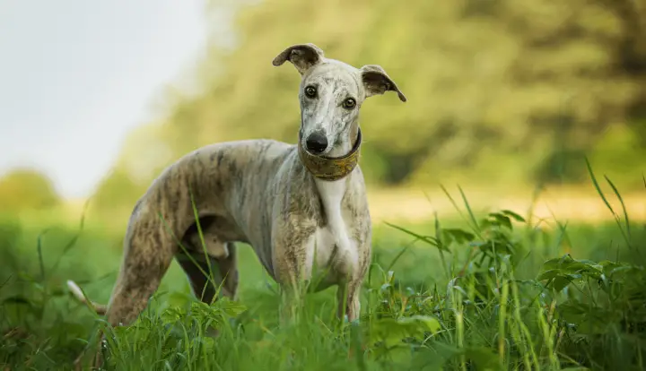 Whippet