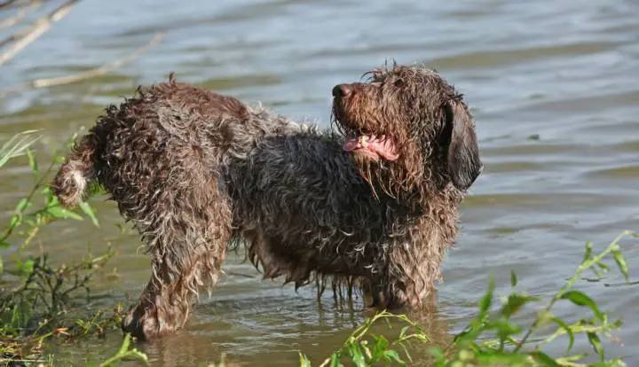 Segugio Italiano, Wirehaired