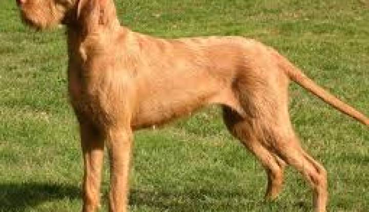 Wirehaired Vizsla