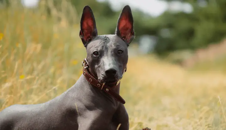 Xoloitzcuintli