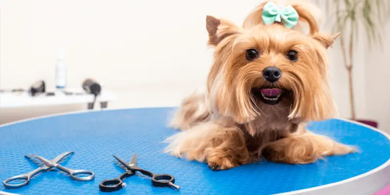Find local owners that need dog groomers