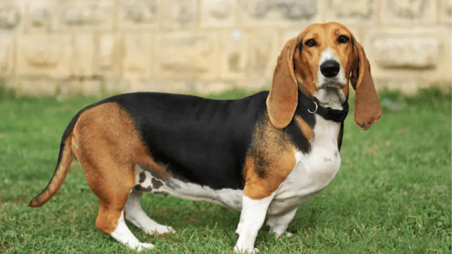 Artesian-Norman Basset Dog Breed Information