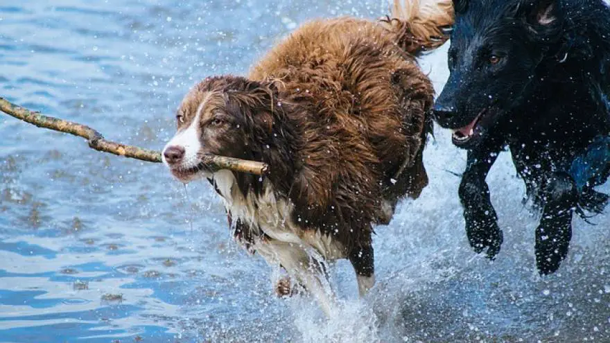 ¿Cuáles son las razas de perros más activas?