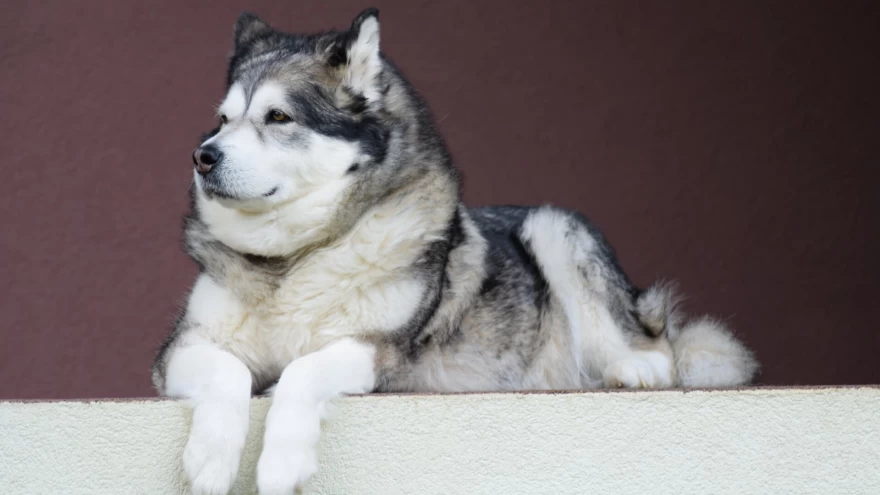 7 Things You Must Know About Alaskan Malamute
