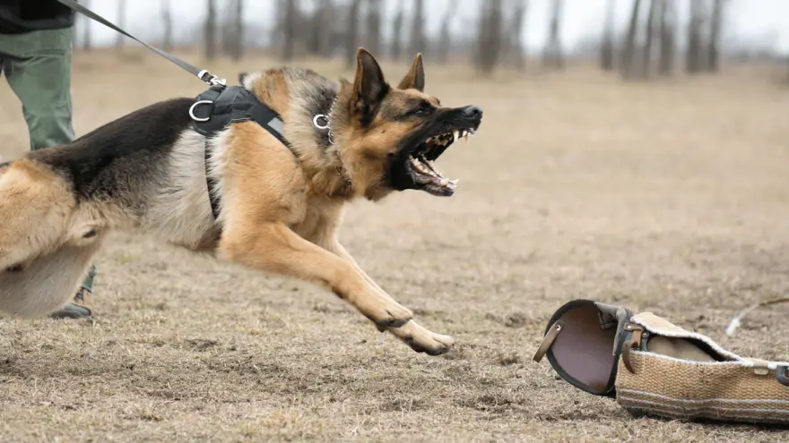 Quali sono le razze di cani più aggressive?